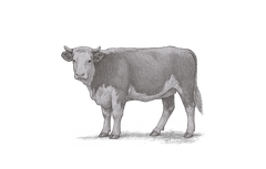 For Livestock