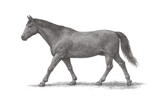 For Horses